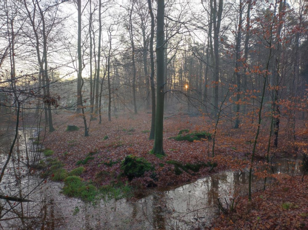 Ein Blick in den Ramsbrockwald im Winter